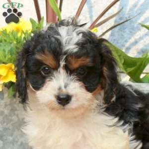 Daffodil, Cavapoo Puppy