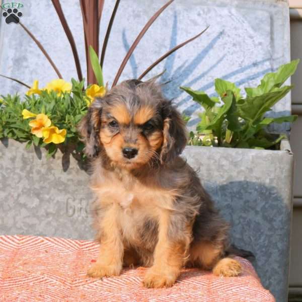 Dahlia, Cavapoo Puppy