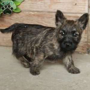 Dahlia, Cairn Terrier Puppy