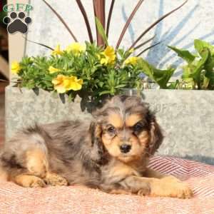 Dahlia, Cavapoo Puppy