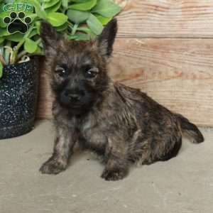 Dahlia, Cairn Terrier Puppy
