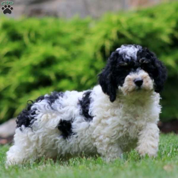 Dahlia, Mini Bernedoodle Puppy