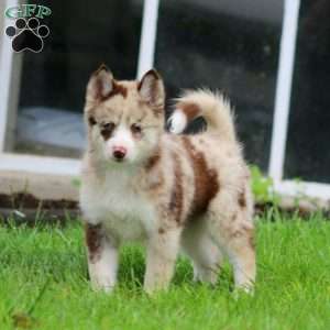 Dahlia, Pomsky Puppy