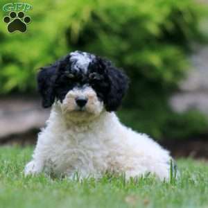 Dahlia, Mini Bernedoodle Puppy