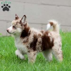 Dahlia, Pomsky Puppy