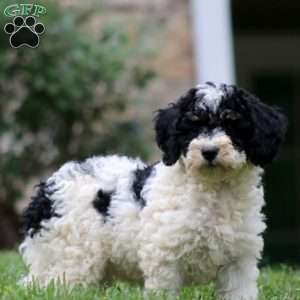 Dahlia, Mini Bernedoodle Puppy