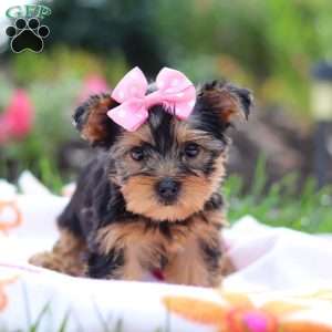 Daisy, Yorkie Puppy