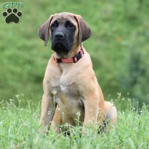 Daisy, English Mastiff Puppy