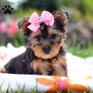 Daisy, Yorkie Puppy
