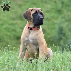 Daisy, English Mastiff Puppy