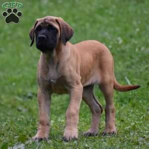 Daisy, English Mastiff Puppy