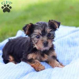 Daisy, Yorkie Puppy