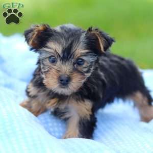 Daisy, Yorkie Puppy