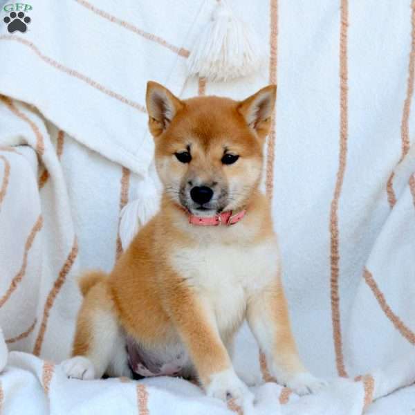 Daisy, Shiba Inu Puppy