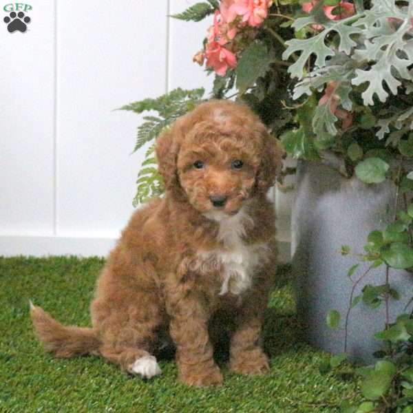 Daisy, Bich-Poo Puppy