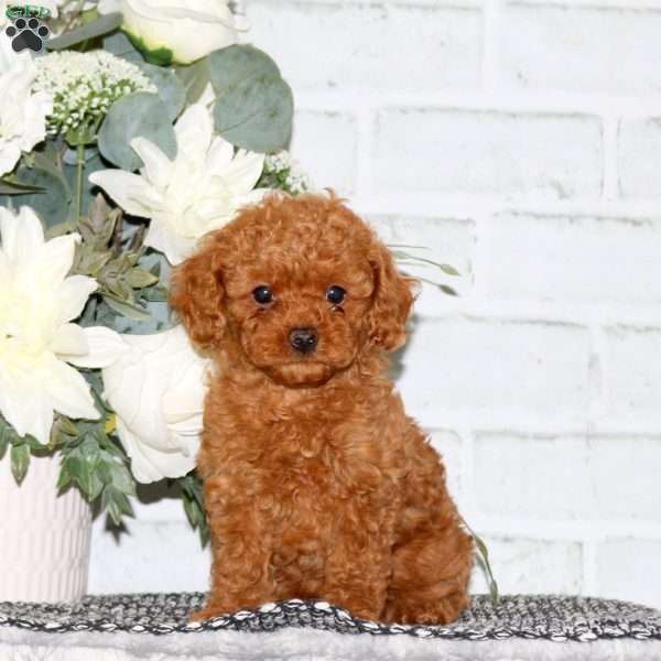 Daisy, Cavapoo Puppy