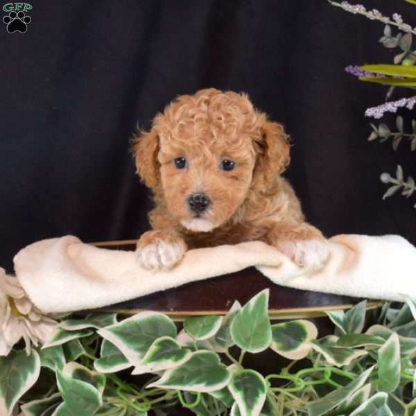 Daisy, Bich-Poo Puppy