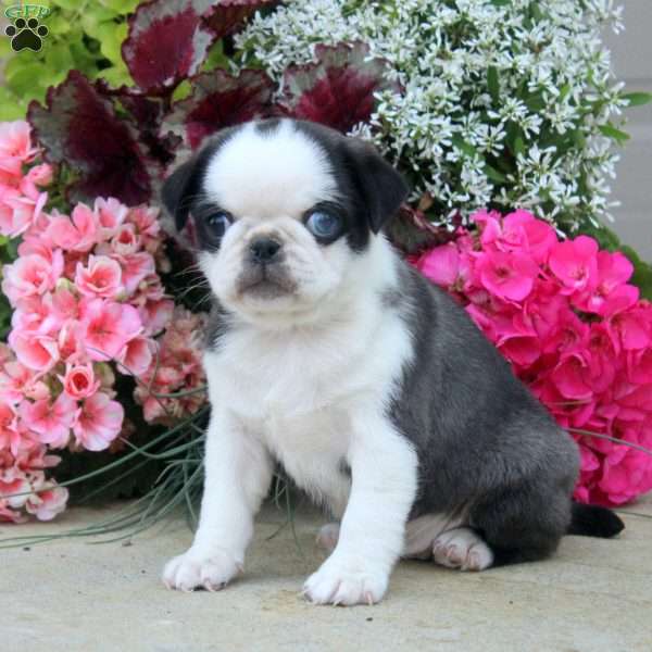 Daisy, Pug Puppy