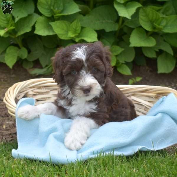 Daisy, Mini Aussiedoodle Puppy