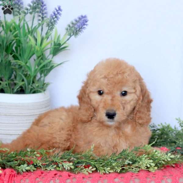 Daisy, Mini Goldendoodle Puppy