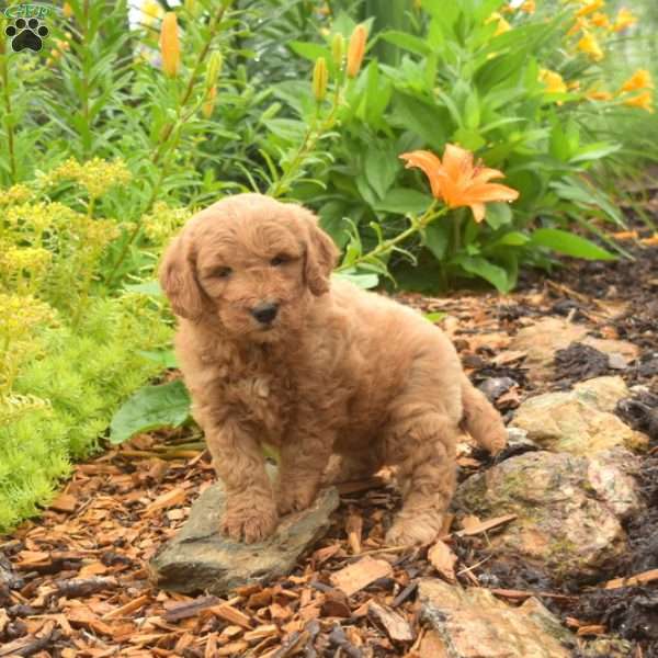 Daisy, Mini Goldendoodle Puppy