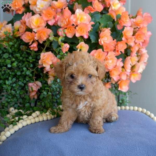 Daisy, Maltipoo Puppy