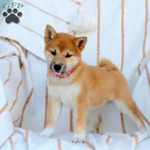 Daisy, Shiba Inu Puppy