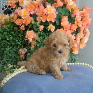 Daisy, Maltipoo Puppy