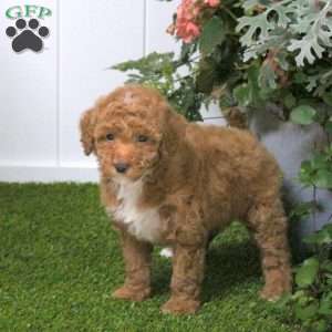 Daisy, Bich-Poo Puppy