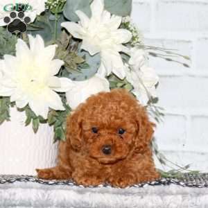 Daisy, Cavapoo Puppy