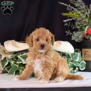 Daisy, Bich-Poo Puppy