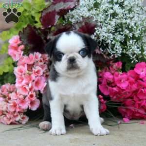 Daisy, Pug Puppy