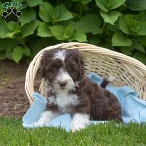Daisy, Mini Aussiedoodle Puppy