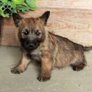 Daisy, Cairn Terrier Puppy