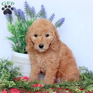 Daisy, Mini Goldendoodle Puppy