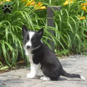 Daisy, Border Collie Puppy