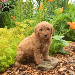 Daisy, Mini Goldendoodle Puppy