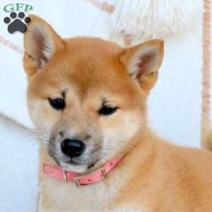 Daisy, Shiba Inu Puppy
