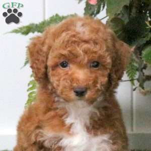 Daisy, Bich-Poo Puppy