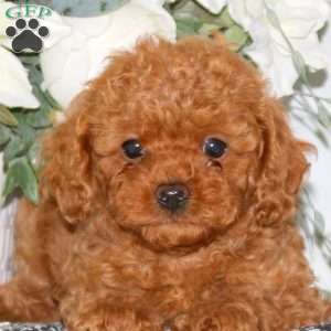 Daisy, Cavapoo Puppy