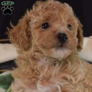 Daisy, Bich-Poo Puppy