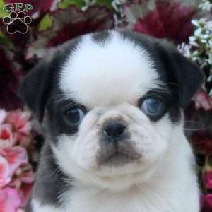 Daisy, Pug Puppy