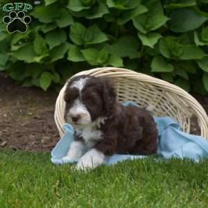 Daisy, Mini Aussiedoodle Puppy