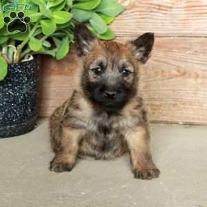 Daisy, Cairn Terrier Puppy