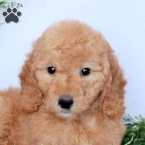Daisy, Mini Goldendoodle Puppy