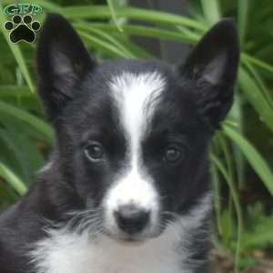 Daisy, Border Collie Puppy