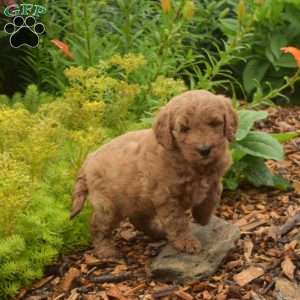 Daisy, Mini Goldendoodle Puppy