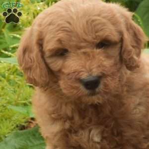 Daisy, Mini Goldendoodle Puppy