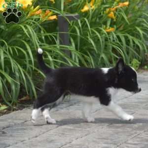 Daisy, Border Collie Puppy