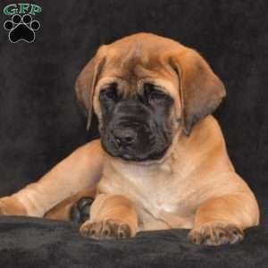 Daisy, English Mastiff Puppy